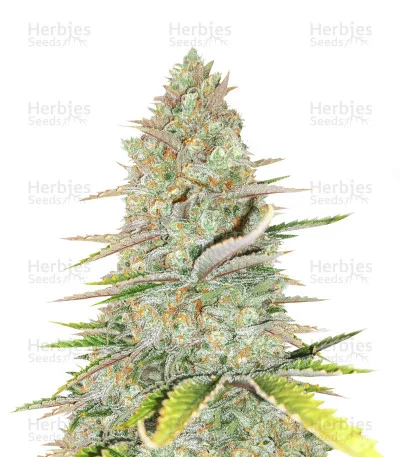 Monster Gelato van Monster Genetics