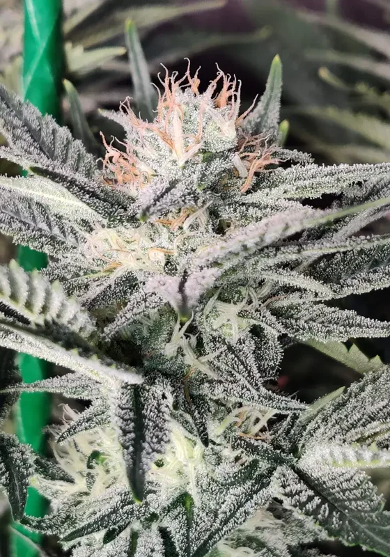 Zkittles van Monster Genetics