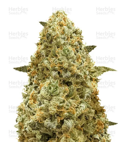 Monster Pebbles van Monster Genetics