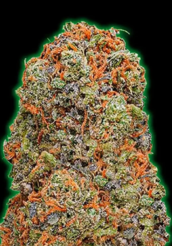 Monster Gelato van Monster Genetics