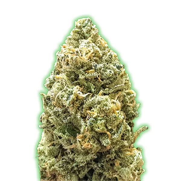 Bruce Banner van Monster Genetics