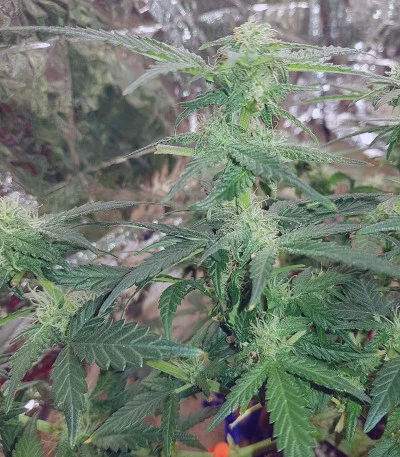 Monster Gelato van Monster Genetics