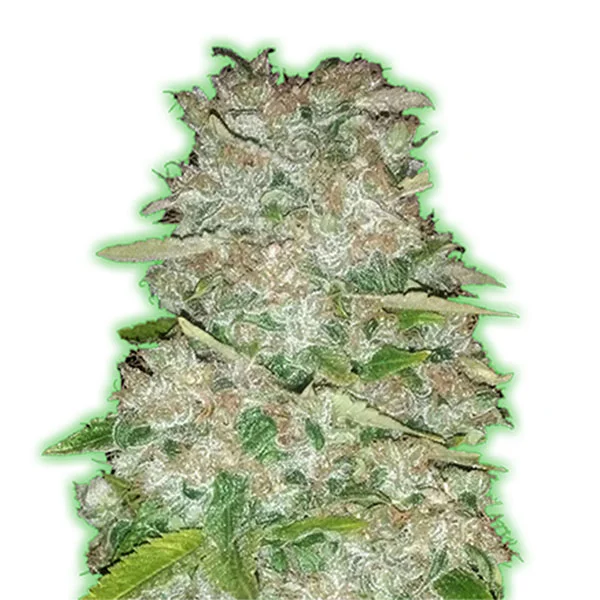 Gorilla Glue van Monster Genetics