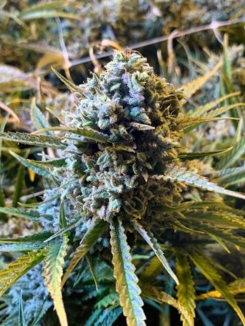 Frosted Watermelon van Mosca Seeds
