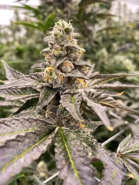 Gummy Mintz van Mosca Seeds