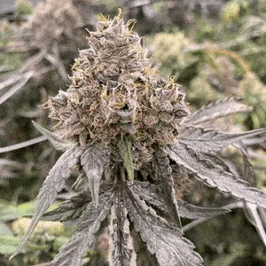 Gummy Bears van Mosca Seeds