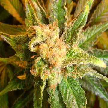 Mach Fly van Mosca Seeds