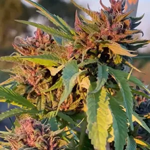 Pink Animal Crackers van Mosca Seeds
