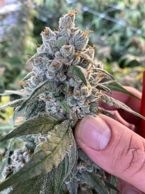 Frosted Guava van Mosca Seeds