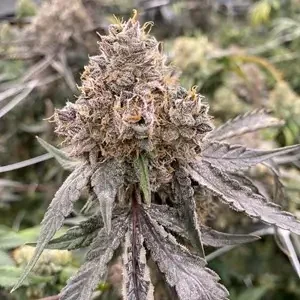 Gummy Bears van Mosca Seeds
