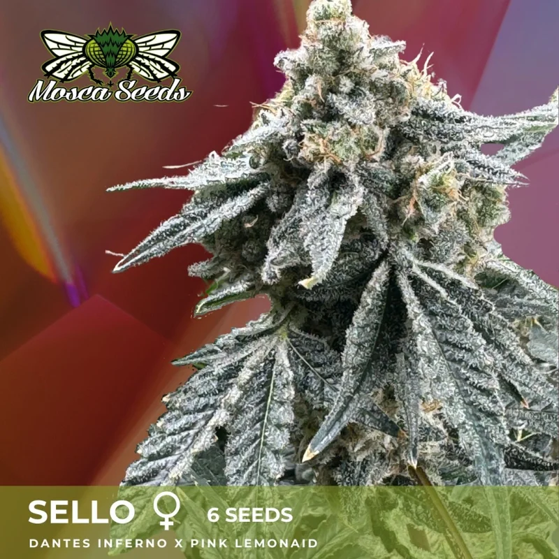 Sello van Mosca Seeds