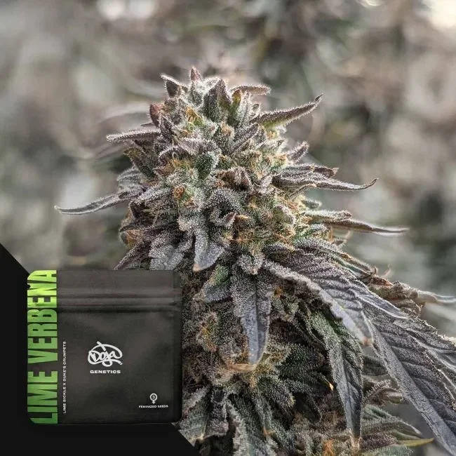 Lime Verbena van Mr. Hanf