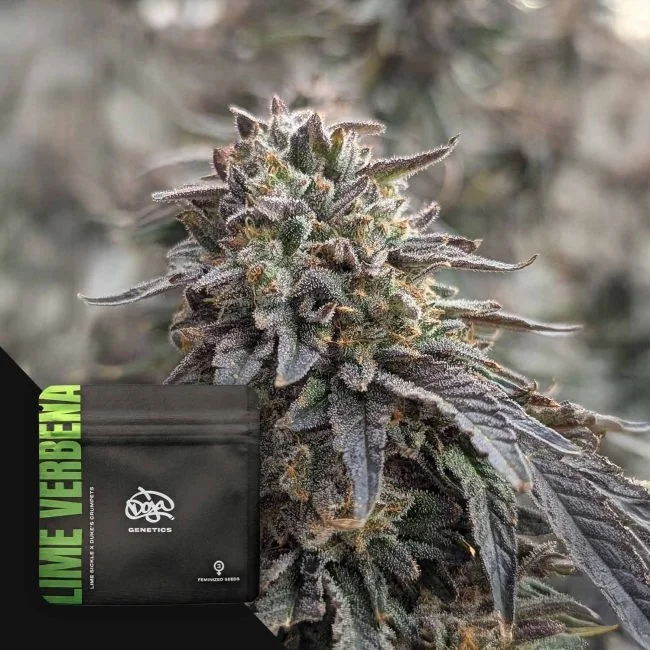 Lime Verbena van Mr. Hanf
