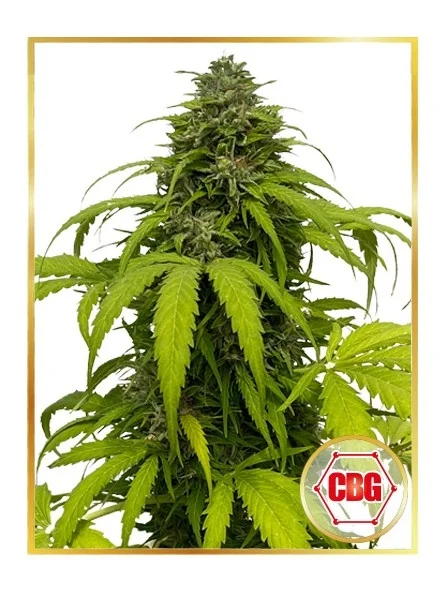 CBG van Mr. Hide Seeds