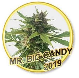 Mr. Big Candy van Mr. Hide Seeds