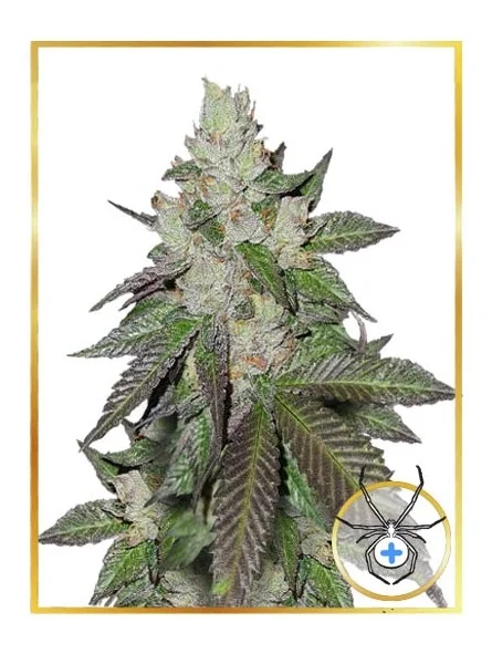 Mr. White Widow+ van Mr. Hide Seeds