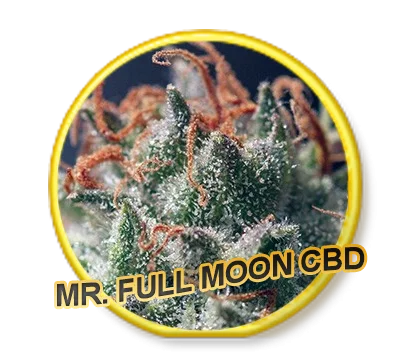 Full Moon CBD van Mr. Hide Seeds