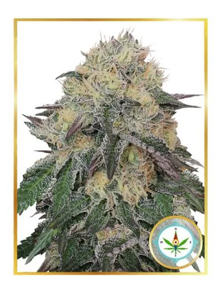 Mr. Northern OG van Mr. Hide Seeds