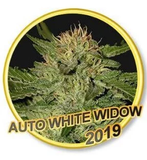 White Widow van Mr. Hide Seeds