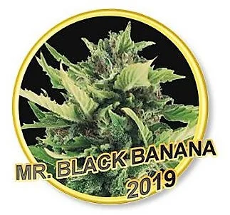 Mr. Black Banana van Mr. Hide Seeds