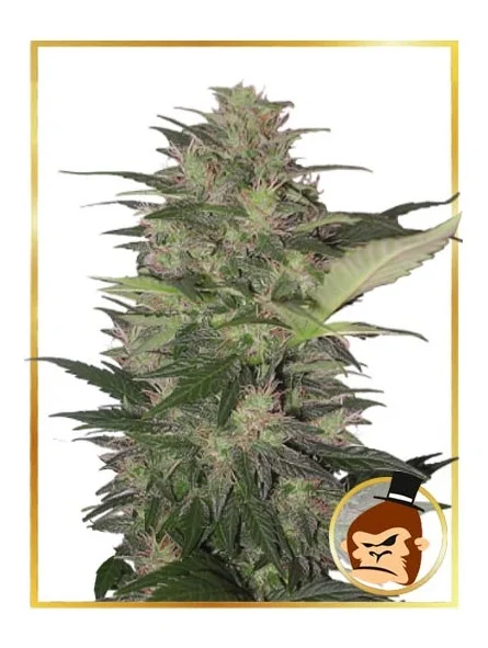Gorilla Cream van Mr. Hide Seeds