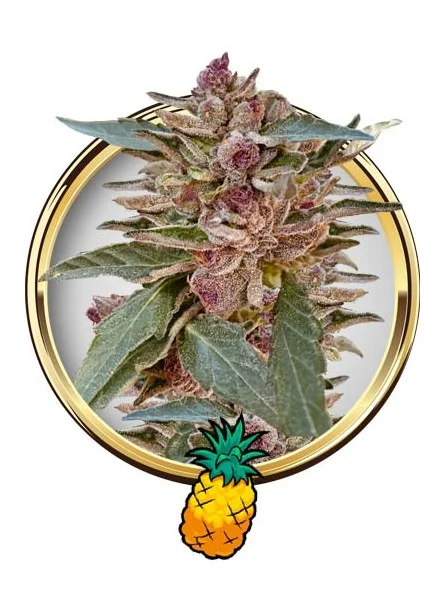 Mr. Tropicana Hide van Mr. Hide Seeds