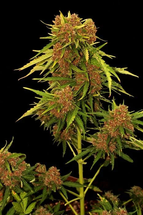 Kritical Red van Mr. Hide Seeds