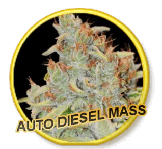 Diesel Mass van Mr. Hide Seeds