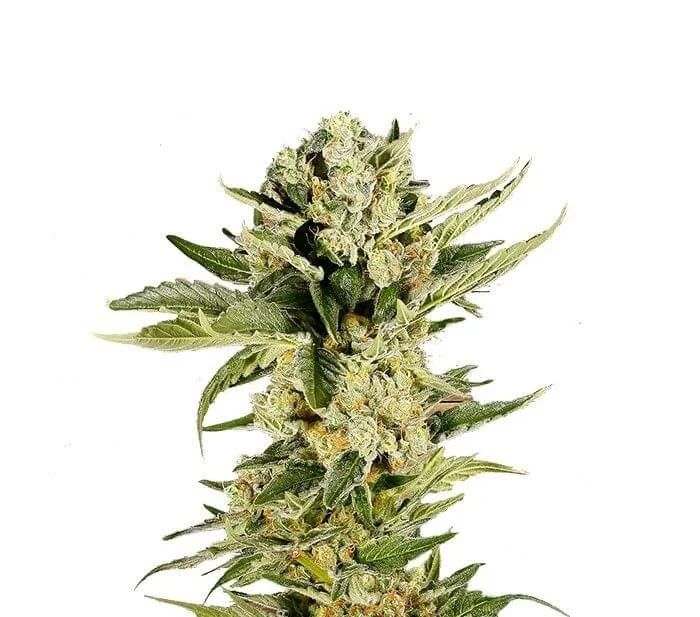 Mr. 420K van Mr. Hide Seeds