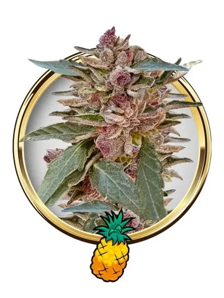Mr. Tropicana Hide van Mr. Hide Seeds