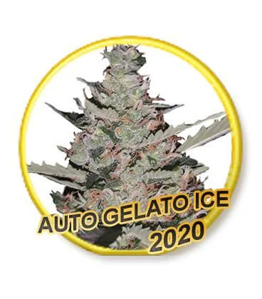 Gelato Ice van Mr. Hide Seeds