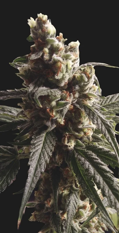 Mr. Mango Crack van Mr. Hide Seeds