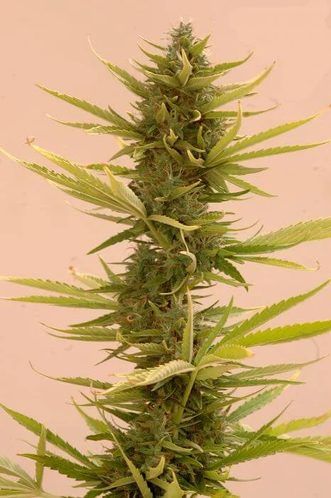 Black Banana van Mr. Hide Seeds