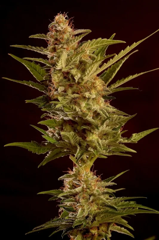 Winweed CBD van Mr. Hide Seeds