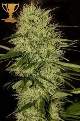 Mr. Jack Mass van Mr. Hide Seeds