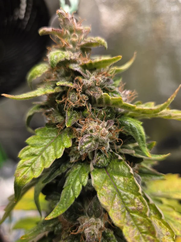 CBG van Mr. Hide Seeds