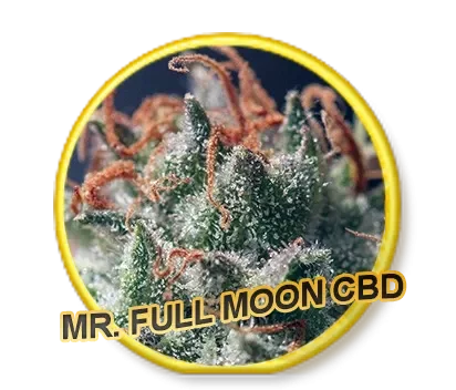 Full Moon CBD van Mr. Hide Seeds
