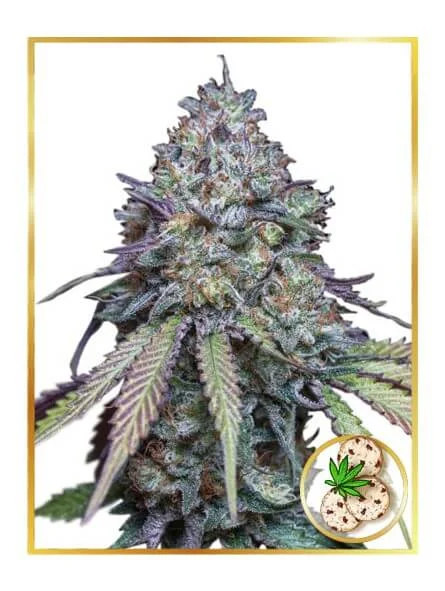 Girl Scout Cookies van Mr. Hide Seeds