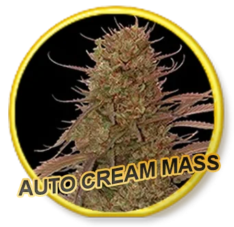 Cream Mass van Mr. Hide Seeds