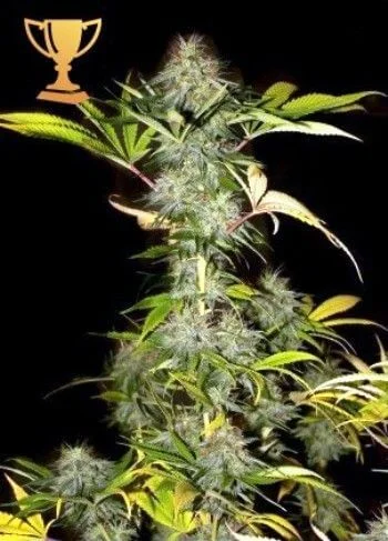 Mr. California Pearl van Mr. Hide Seeds
