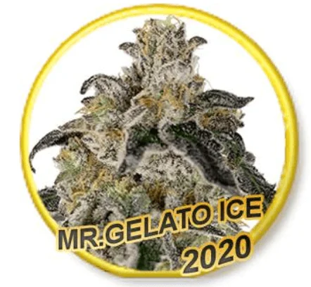 Mr. Gelato Ice van Mr. Hide Seeds