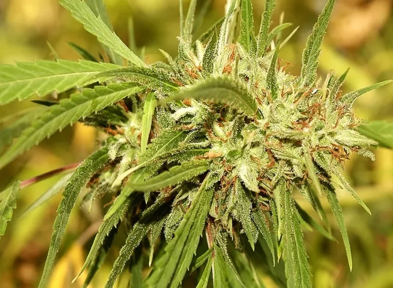 Mr. Sugar Lemon Haze van Mr. Hide Seeds