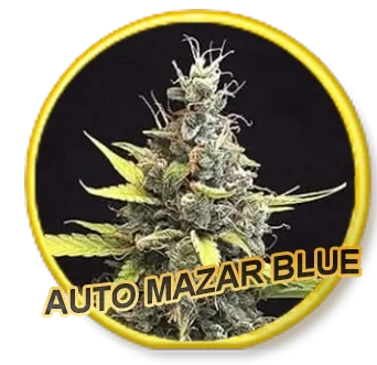 Mazar Blue van Mr. Hide Seeds