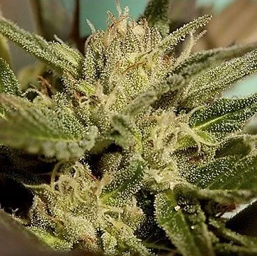 Mr Jekyll Kush van Mr. Hide Seeds