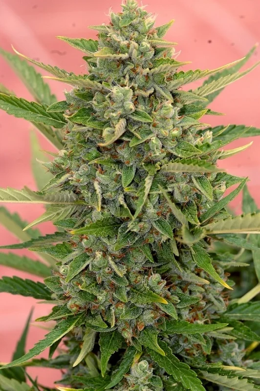 Amnesia van Mr. Hide Seeds