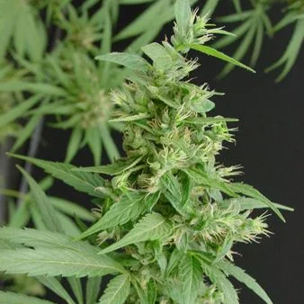 Nevilles Haze van Mr.Nice