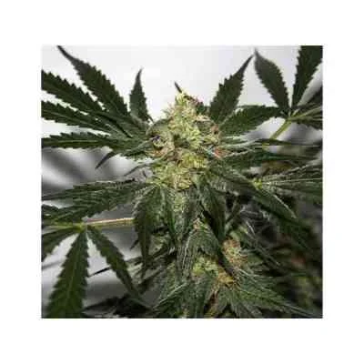 Early Haze van Mr.Nice