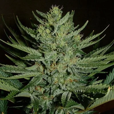 Medicine Man van Mr.Nice