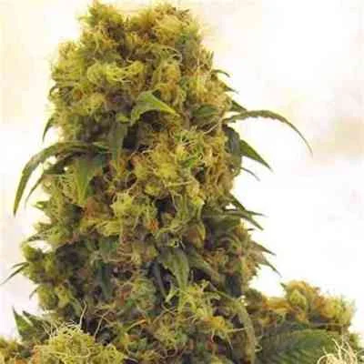 Critical Skunk van Mr.Nice