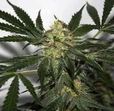 Early Skunk Haze van Mr.Nice